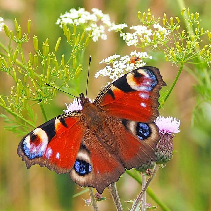 Swedish Dishcloth for Kitchen - Peacock Butterfly for wholesale by Scandinavian Specialties