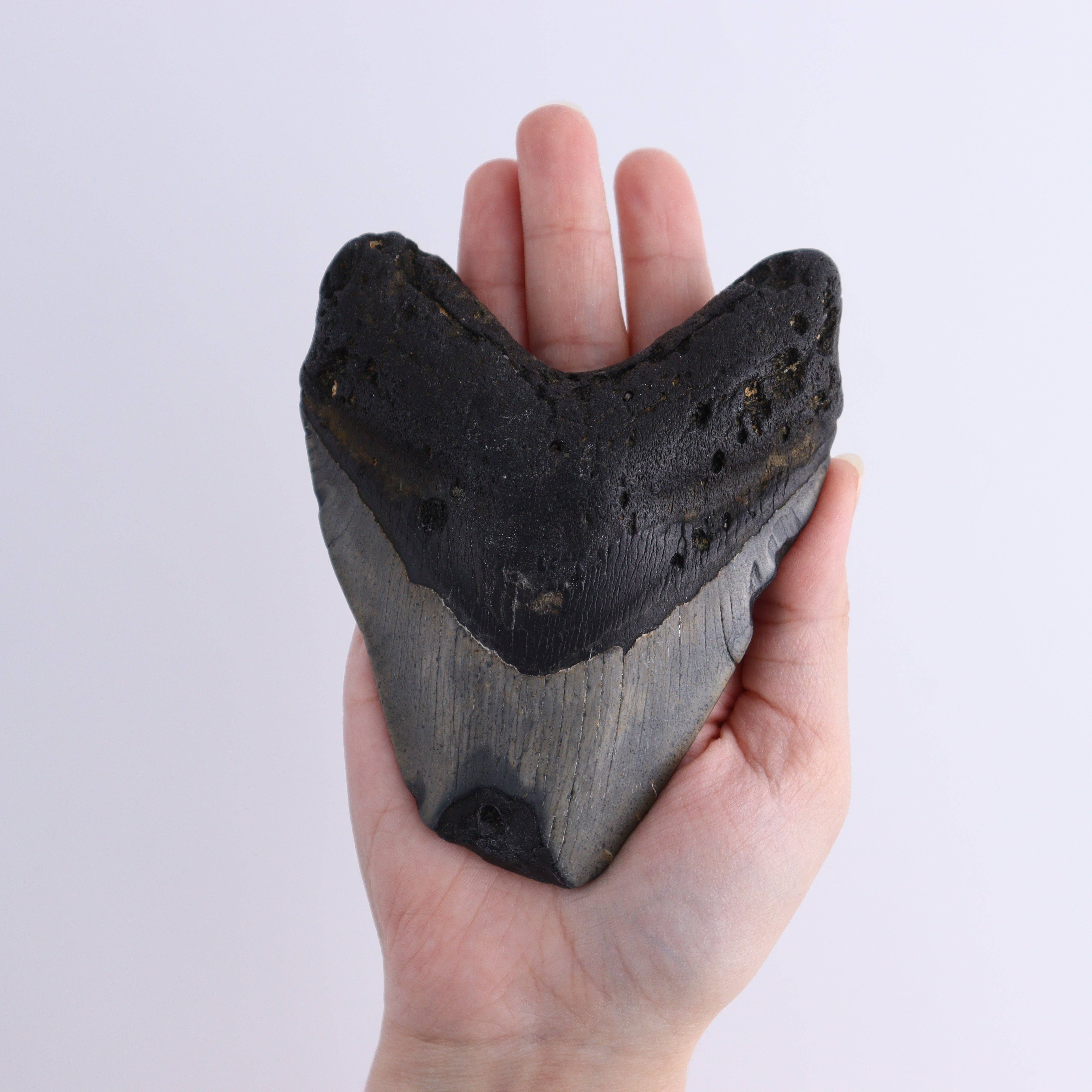 Mi Esperanza Minerals – wholesale Decorative tabletop object – Megalodon Teeth Set of 35