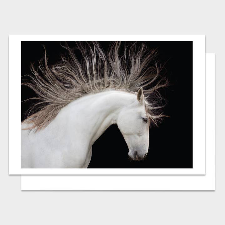 Majestic Horse Happy Birthday Card for wholesale by Palm Press