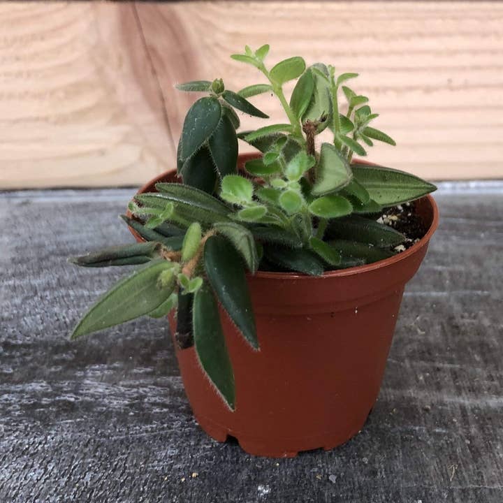 Aeschynanthus Lipstick Gracilis, 2" Plant for wholesale by The Plant Farm