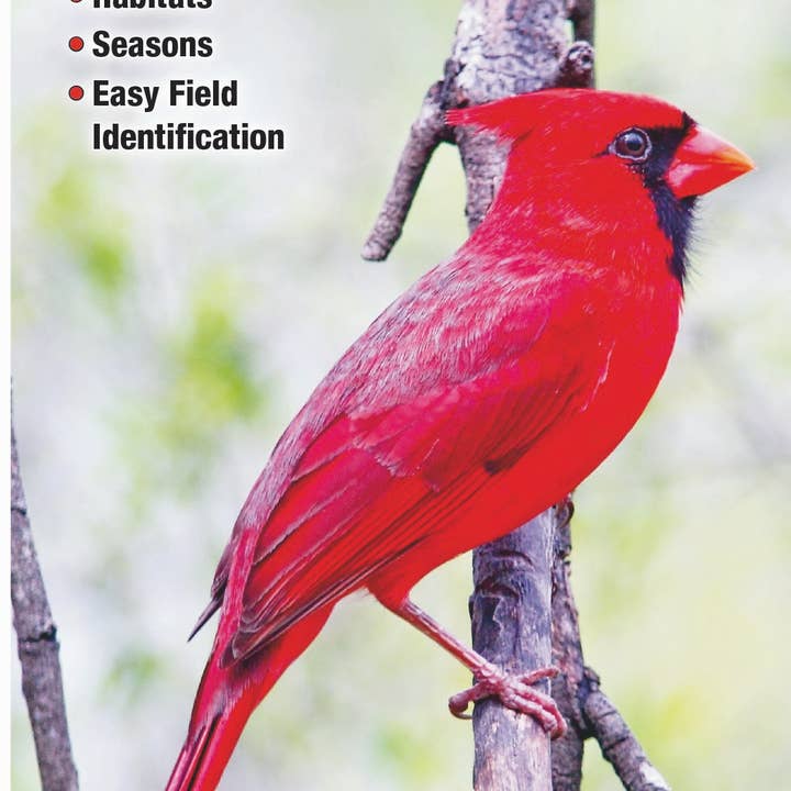 Quick Reference Publishing, Inc - Wholesale Nature Guide - Birds of Kentucky