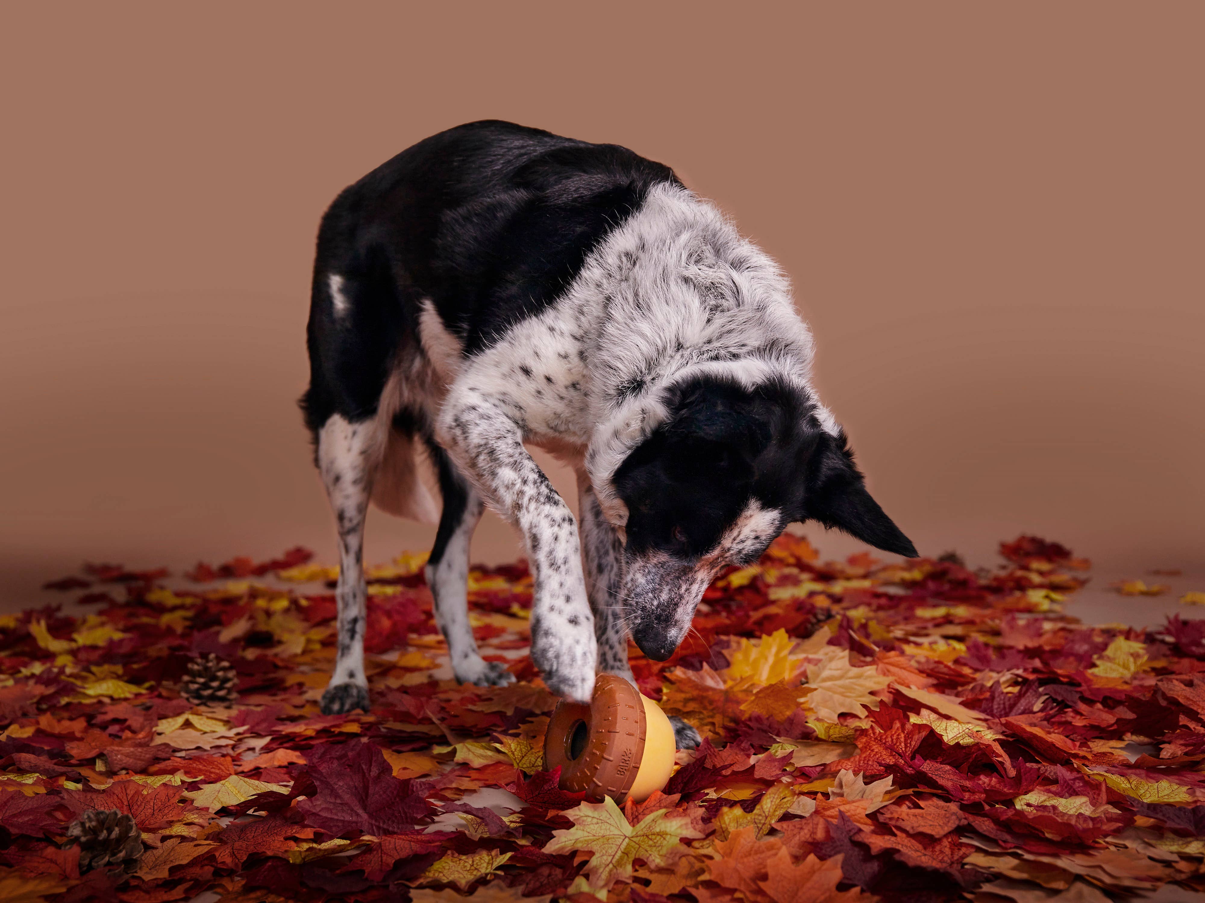 Pet Palette Distribution - Wholesale Pet Chew Toy - Dog - BARK Super Chewer Acornucopia Dog Toy Large1