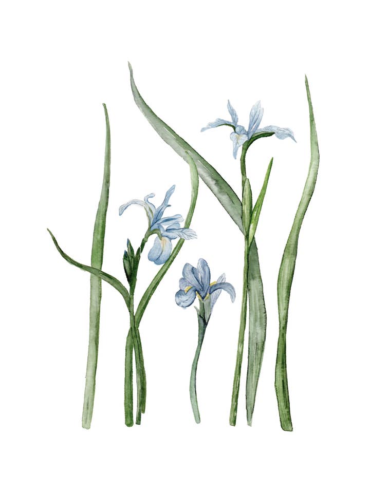 Iris 3 ~ Fine art print for wholesale by StudioReta