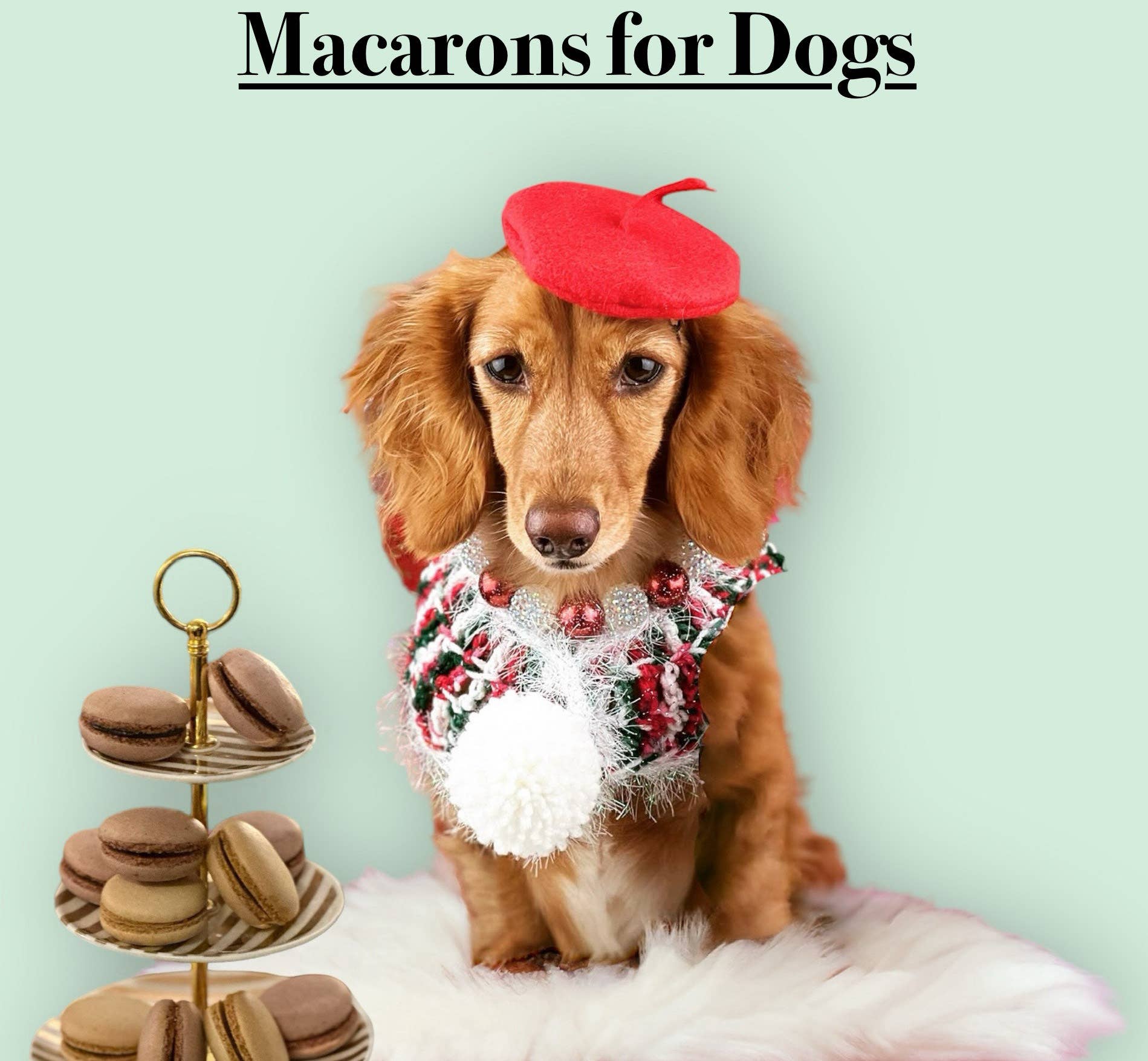 Snickerpoodle - Wholesale Pet Treats - Dog - Dog Treats-Macarons-Treats for Dog-Snacks for Dog-Dog Food4
