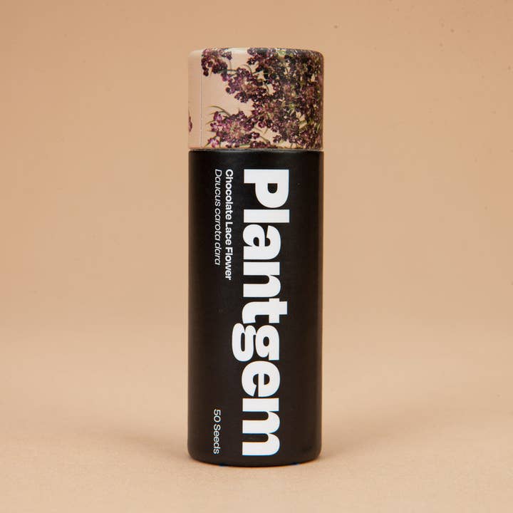 Chocolate Lace Flower - 100 Seeds for wholesale by Plantgem