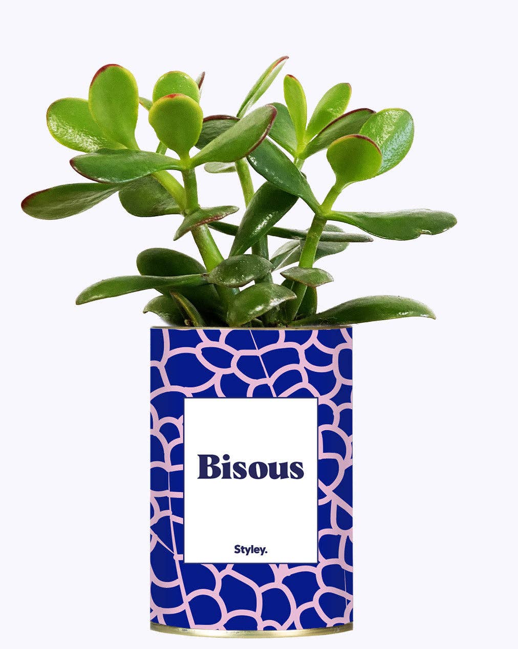 Styley - Wholesale Succulent - Bisous - Cactus2