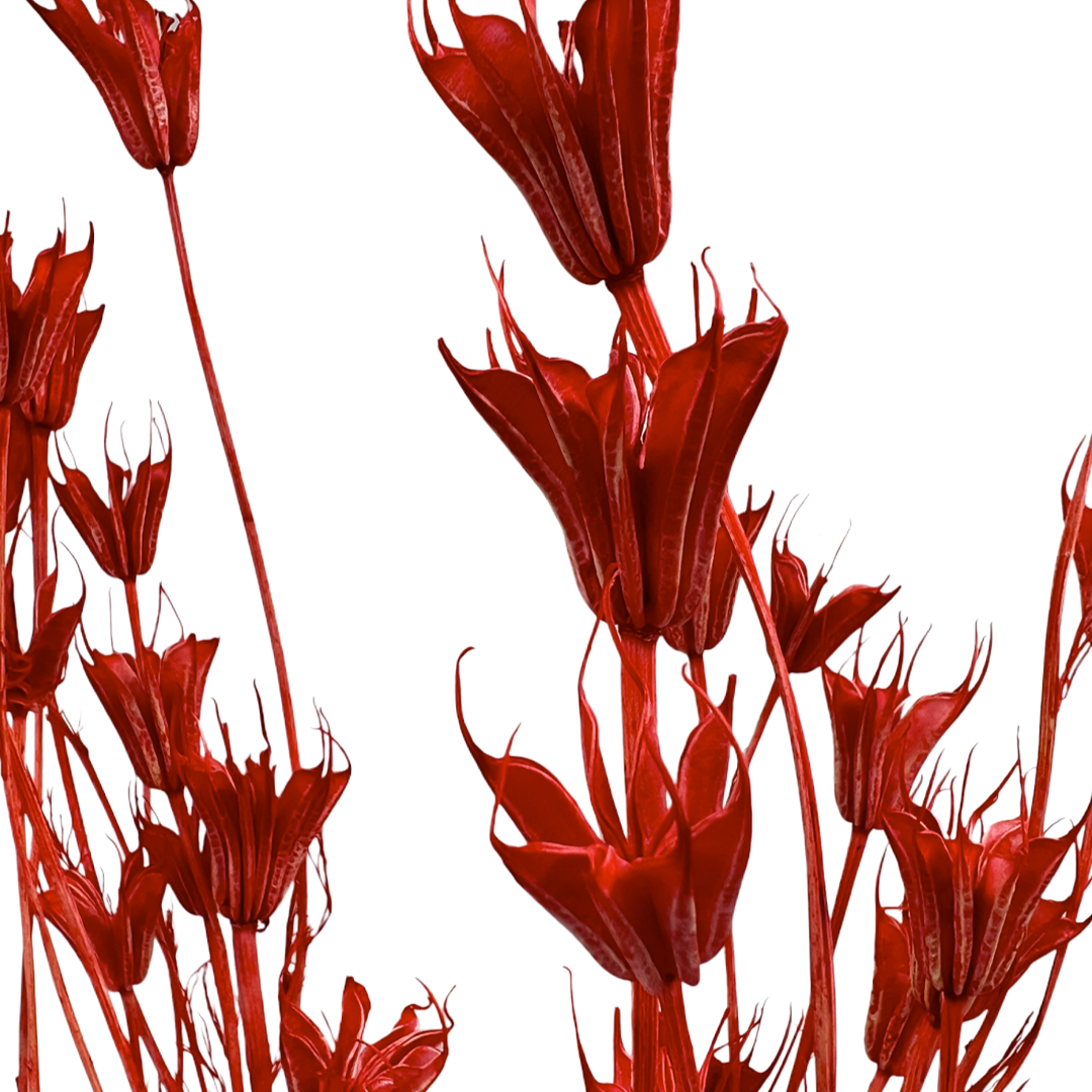 2626 Designs - Wholesale Dried/Pressed Flowers - Dried Octagon Flower, Nigella Orientalis-Love in a Mist, 24"24