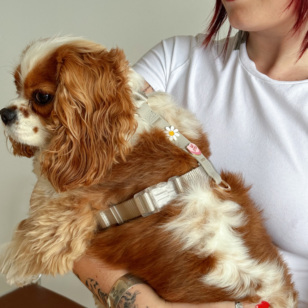 Furei Pets - Vente Harnais – chien - Harnais Moodies1