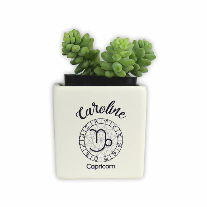 Okuso Custom Gifts - Wholesale Succulent - Personalized Succulent Jar with Plant2