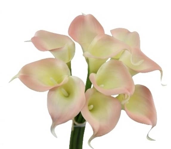 Angel Isabella - Wholesale Artificial Flowers - pack of 10 calla lilies-Pink Theme9
