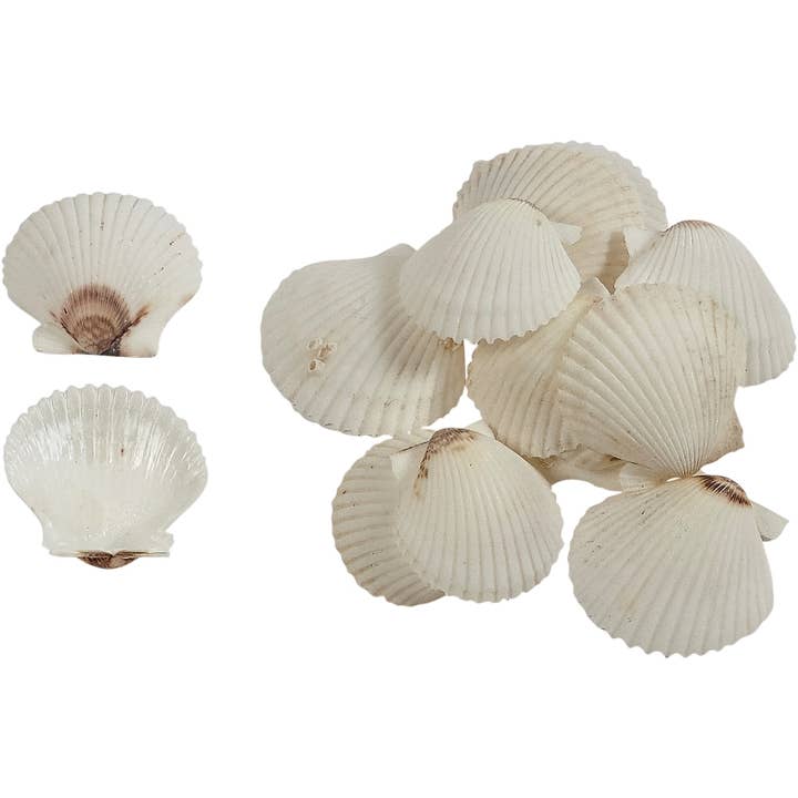 Florida White Scallop 1.75-2.25" for wholesale by HS Seashells