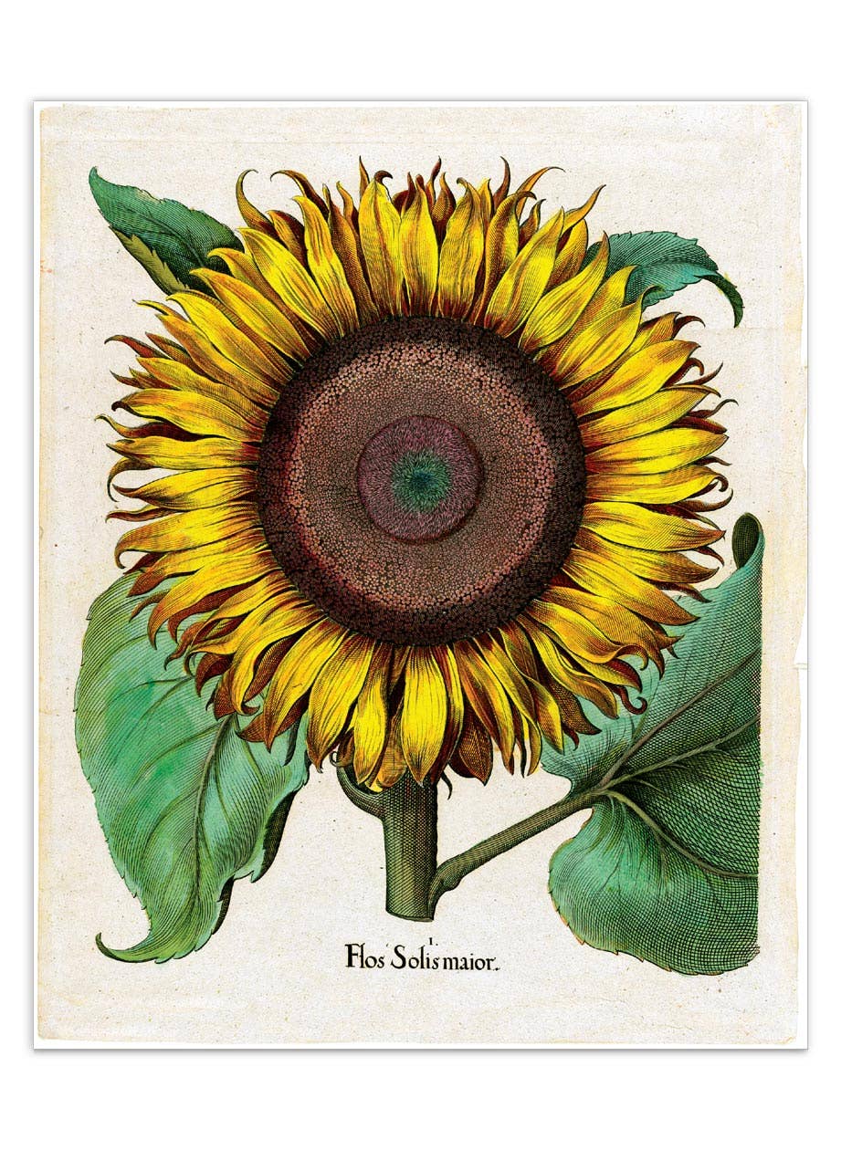 Laughing Elephant – Großhandel Postkarten-Set – Sonnenblumen-Postkartenbox — Postkarten für den täglichen Gebrauch in Schachtel9