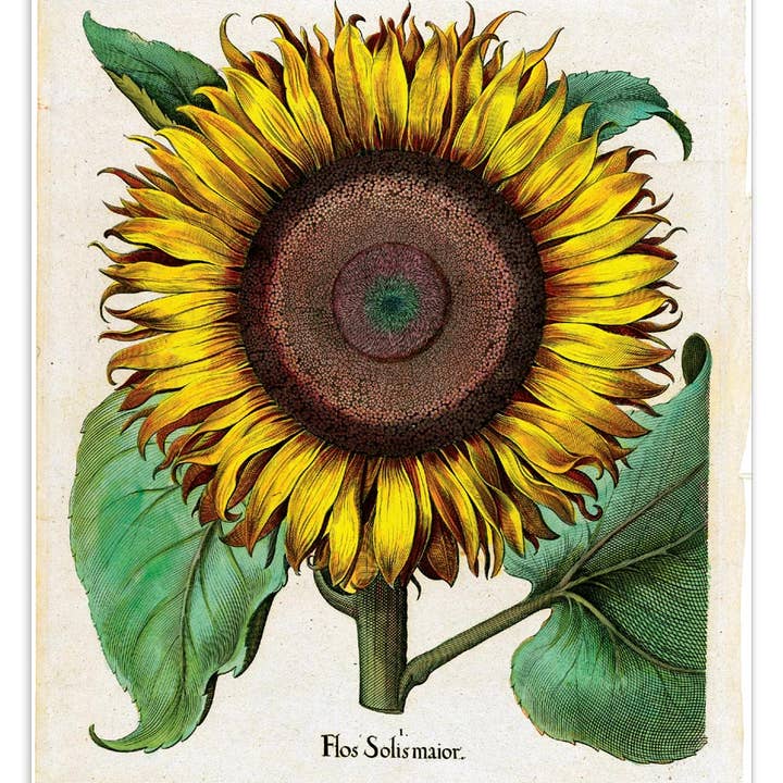 Laughing Elephant – Großhandel Postkarten-Set – Sonnenblumen-Postkartenbox — Postkarten für den täglichen Gebrauch in Schachtel9