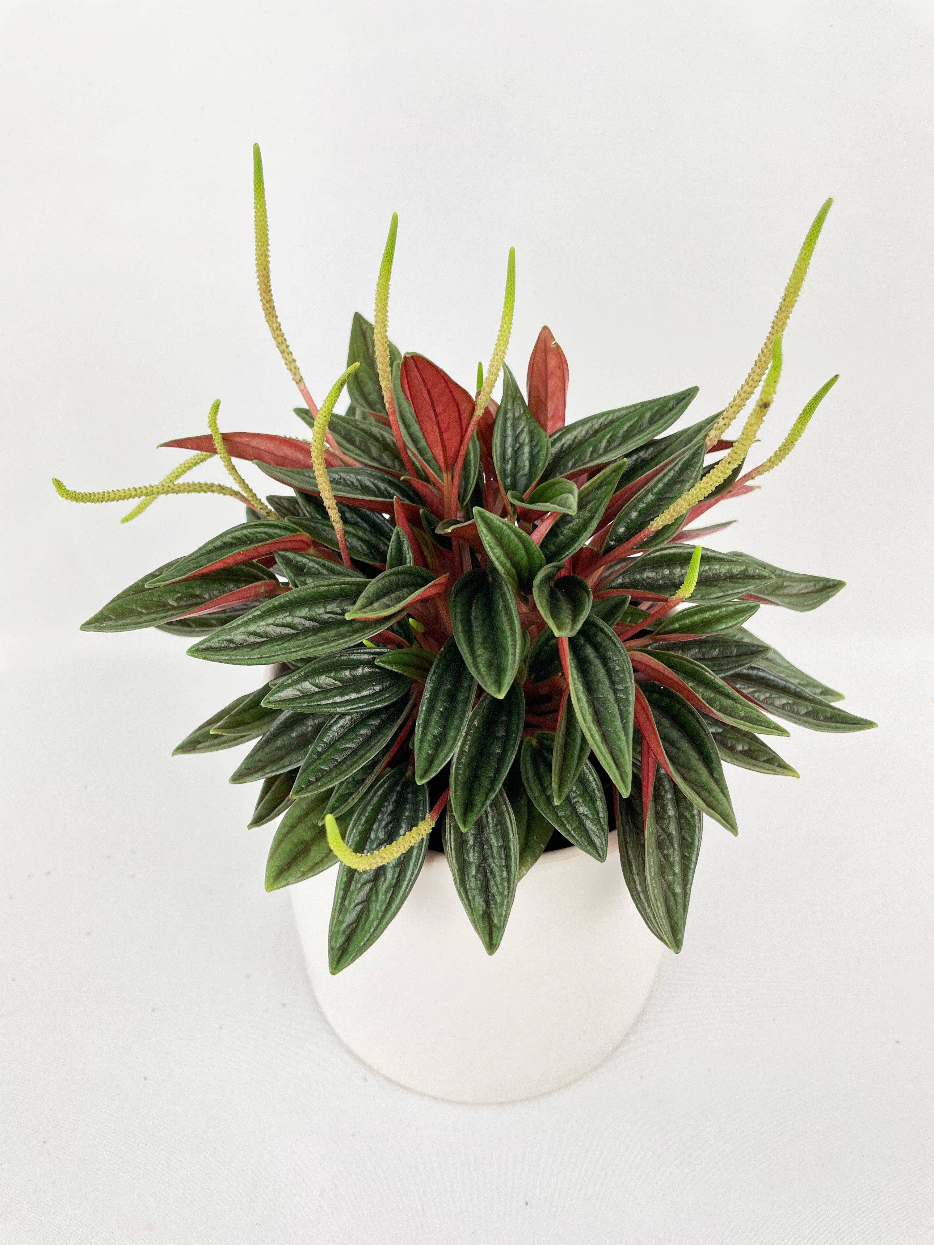 Bumble Plants - Wholesale Live Plant - Peperomia Rosso4