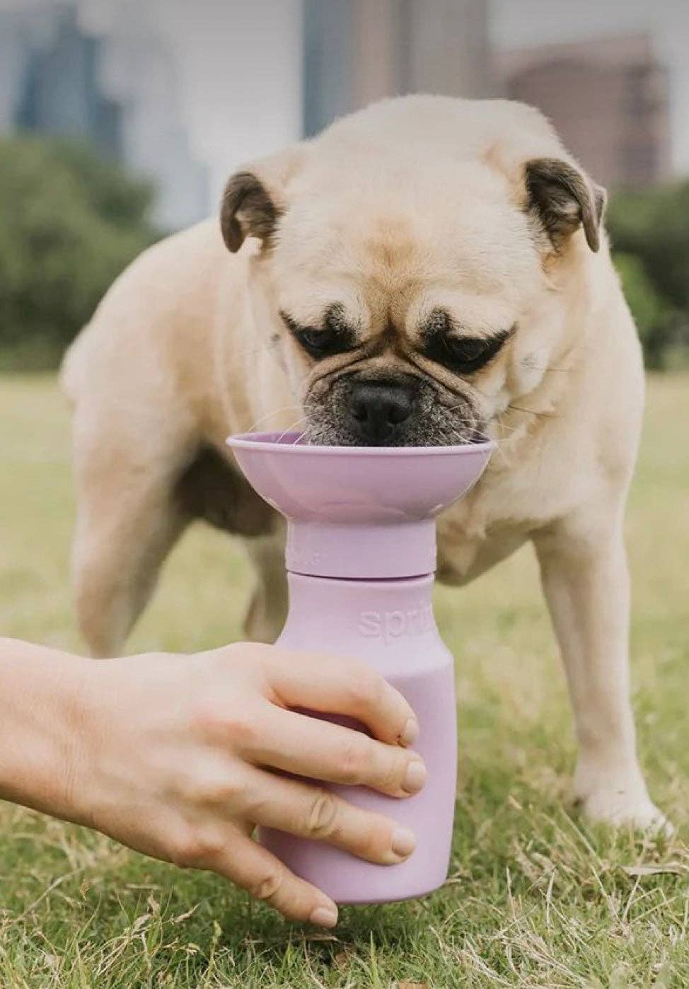 My Pawchella – wholesale Pet water bottle – Dog – Springer Water Bottle12