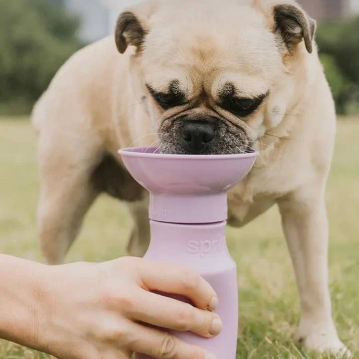 My Pawchella - Wholesale Pet Water Bottle - Dog - Springer Water Bottle12