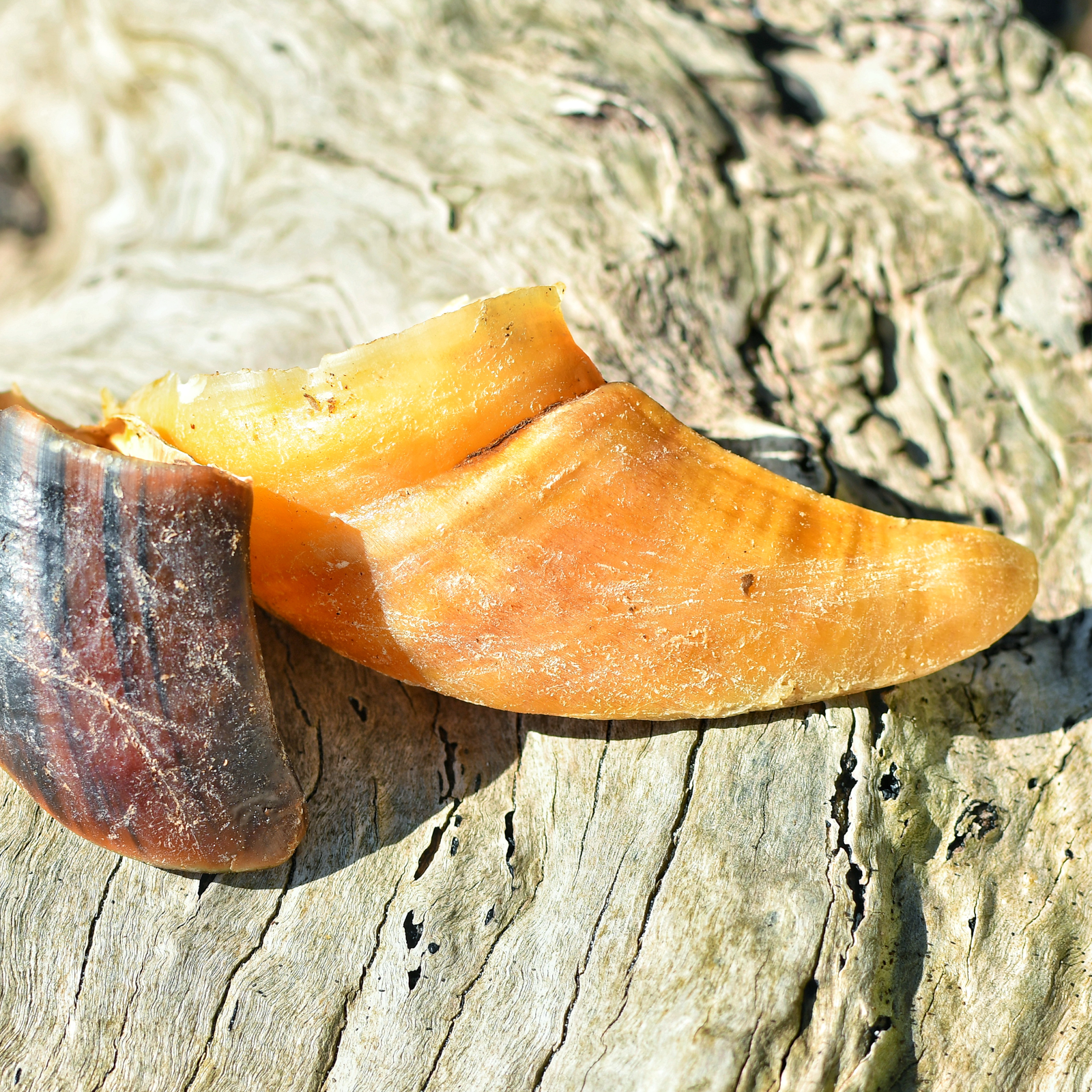 Rover Pet Products - Wholesale Pet Treats - Dog - Hooves There? - Cow Hooves6