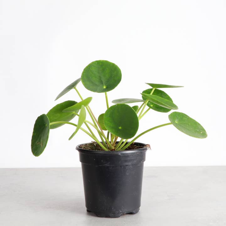 Pilea Peperomioides - 4" Live Plant and other Purchase Wholesale planche apero. Free Returns & Net 60 Terms on Faire trending on Faire.