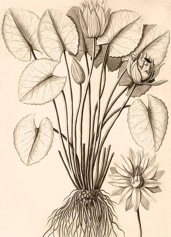 Found Image Press - Wholesale Stationery/Notecard Set - Greeting Card PL-17 Water Lily0