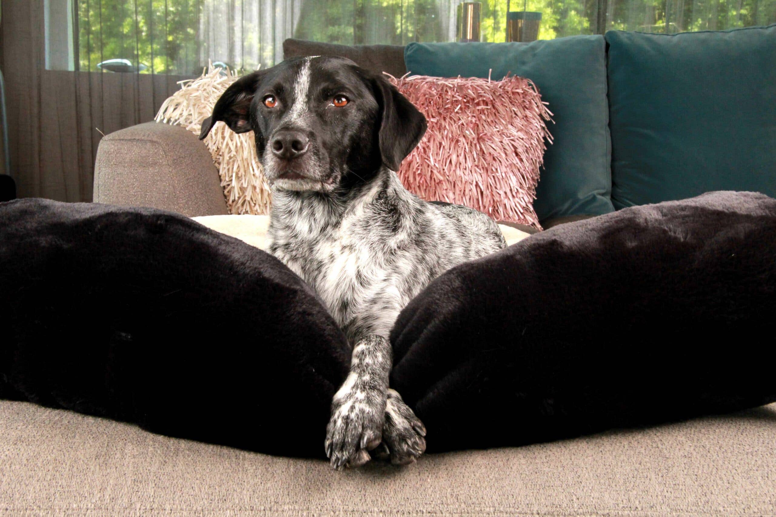 StyleSnout - Vente Panier – chien - Serpent de sommeil - cadeau - aussi pour le lit du chien7