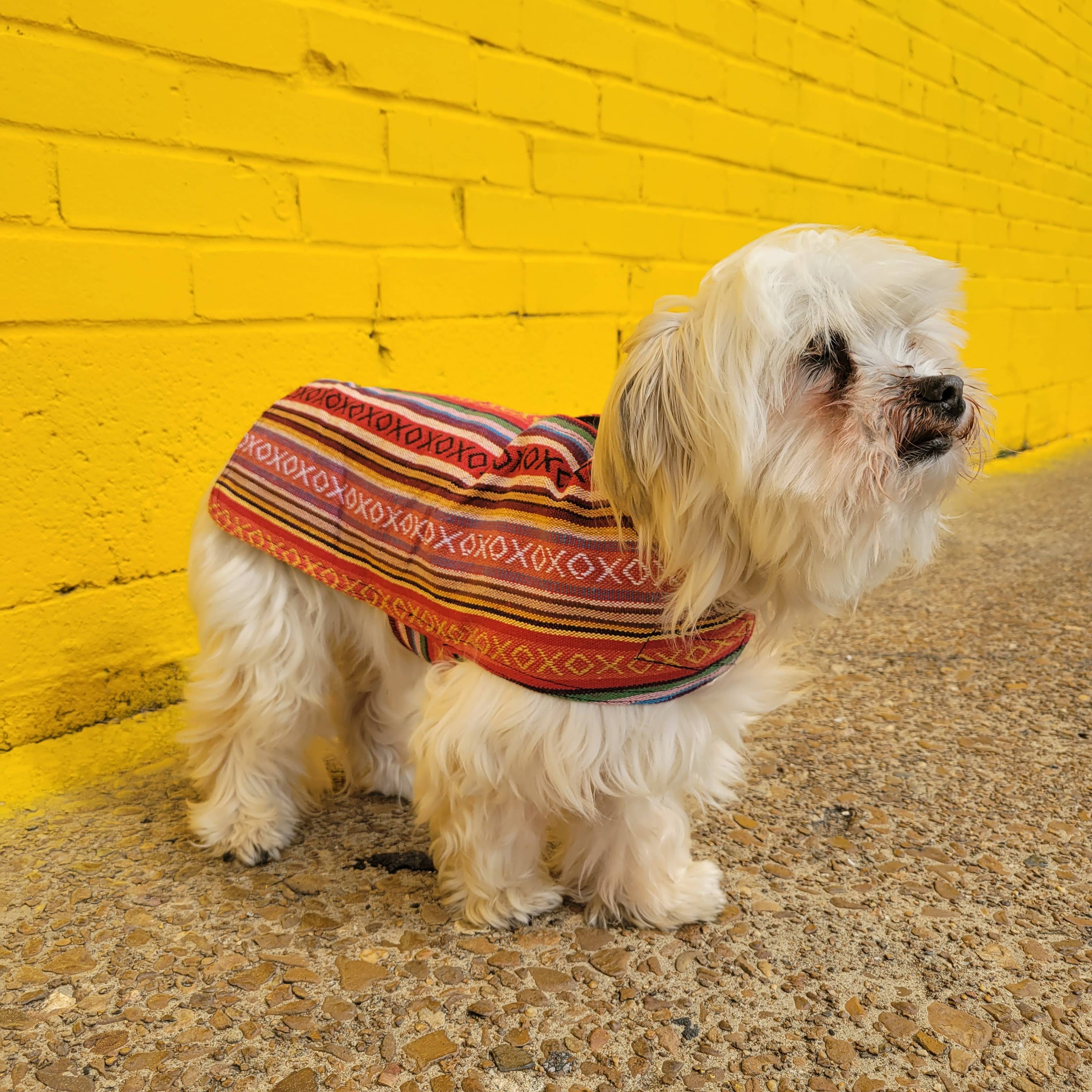 Walking Palm - Venta al por mayor Poncho - Perros - Poncho para perro 100% tejido a mano - Salsa6