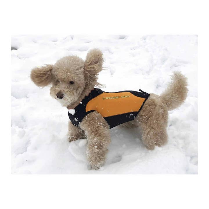 Swimcore – Großhandel Badeanzug – Baby – Neoprenanzüge für Hunde mittlerer Größe | CRESSI1