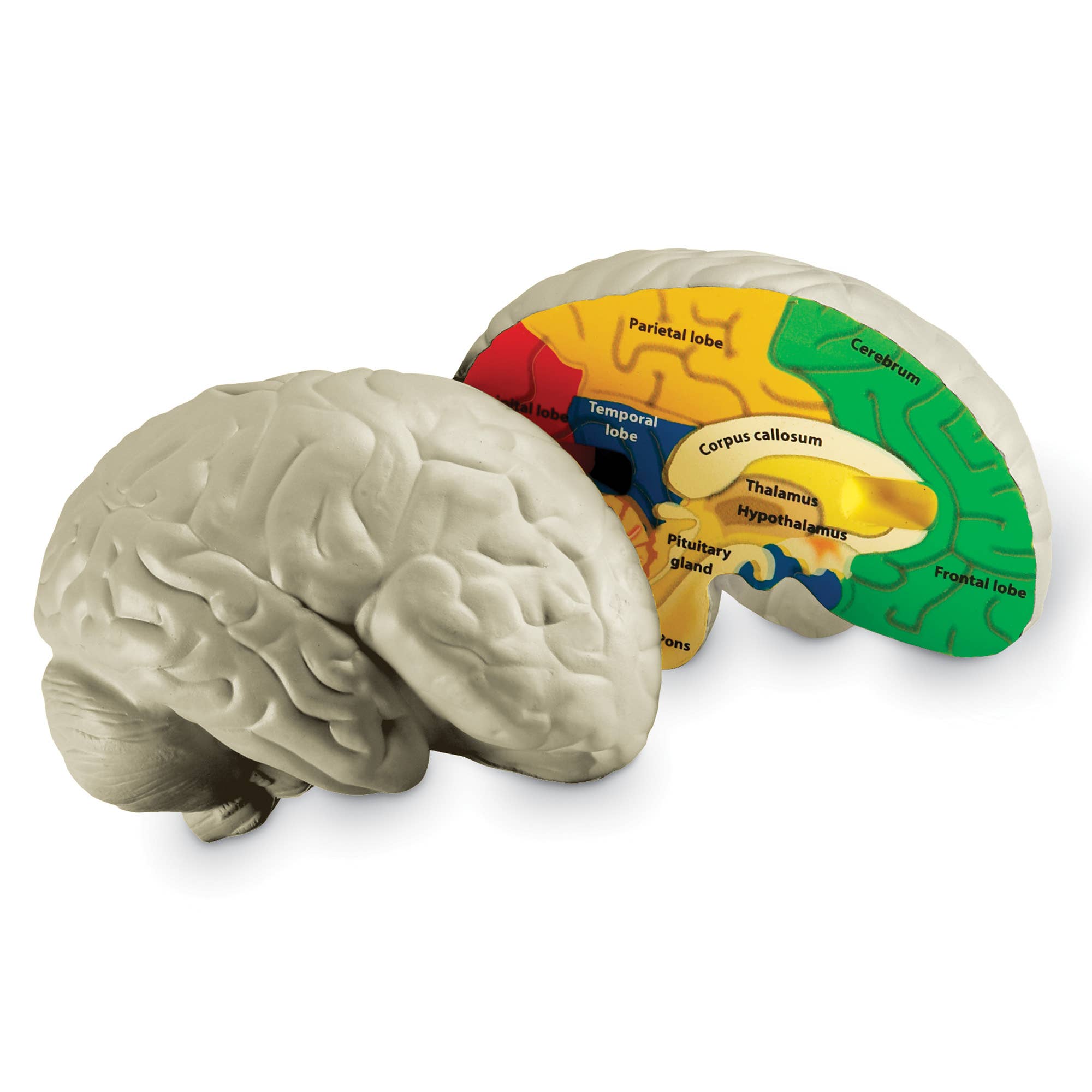 Learning Resources - Wholesale Toy Set - Kids - Cross-Section Human Brain Model6