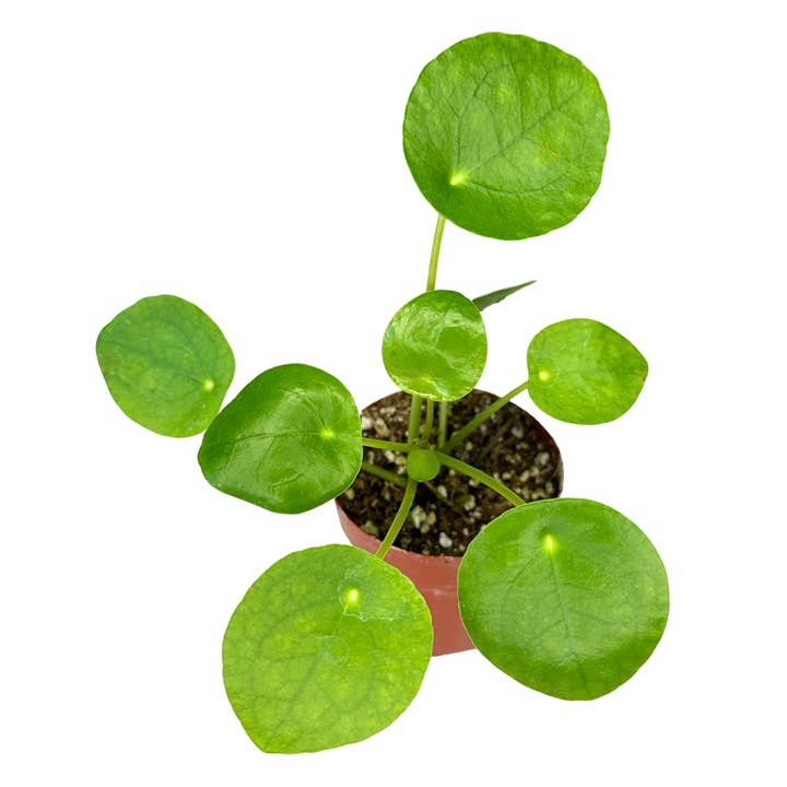 Pilea Peperomioides 2" - Chinese Money Plant for wholesale by Flow State