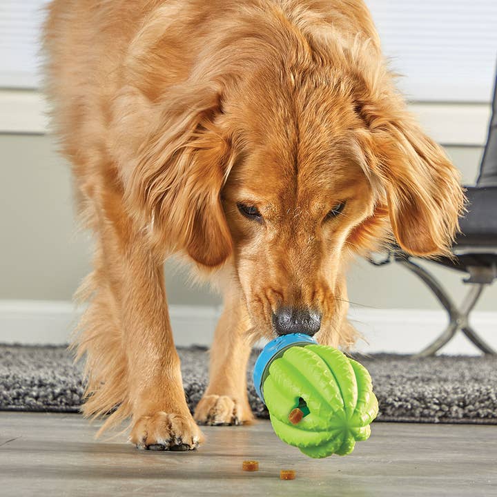 Hunger for Words and Brightkins - Wholesale Pet Toy - Dog - Brightkins™ Cactus Surprise! Treat Dispenser