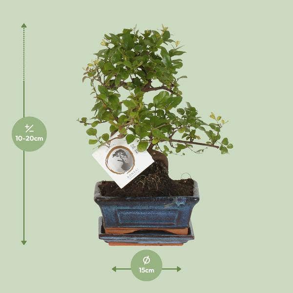 Oasis of Life - Wholesale Live Plant - Bonsai in S-Shape – Houseplant Ø15cm – Height approx. 15cm – Elegant Mini-Tree for Home & Office – Decorative & Easy to Care For1