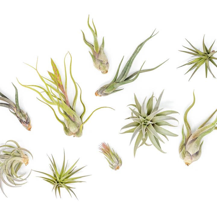 Air Plant Shop - Wholesale Live Plant - The Tough Stuff Collection of Tillandsia Air Plants1