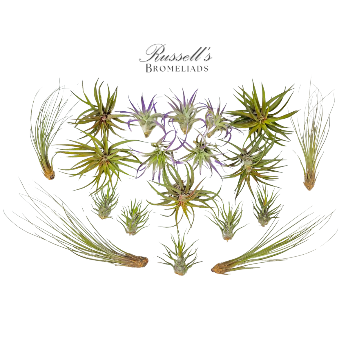 Russell's Bromeliads - Wholesale Live Plant - Large Air Plant Assortment1