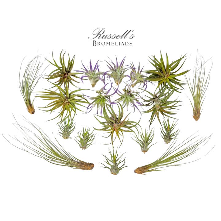 Russell's Bromeliads - Wholesale Live Plant - Large Air Plant Assortment1