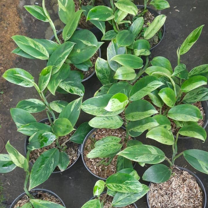 Rhaphidophora elliptifolia variegada | Planta de interior rara para venta al por mayor de OrchidBox