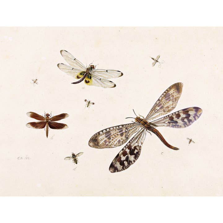 Vintage trollslända finkonsttryck | Antik bee, fluga, mygga illustration | Naturhistoria | Djurlivsteckning | 1500-talets konst för wholesale av Rock Paper Scissors Wall Art