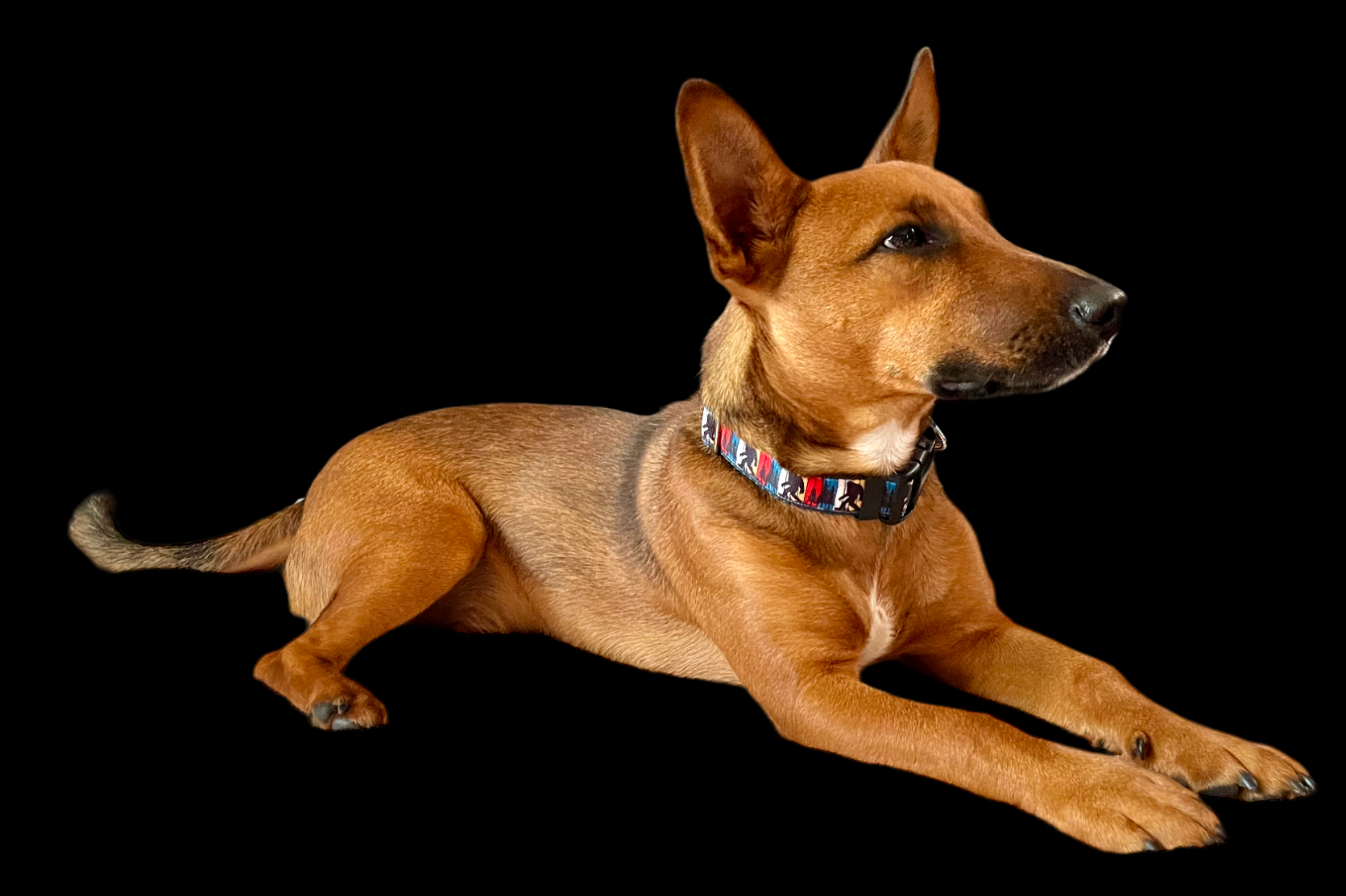 Doot's Pet - Collars For A Cause - Wholesale Pet Collar - Dog - Bigfoot Sasquatch Black Nylon Dog Collar MD, LG, XL, Leash3