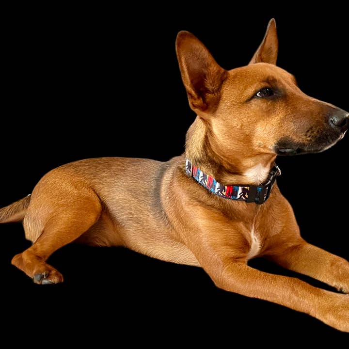 Doot's Pet - Collars For A Cause - Wholesale Pet Collar - Dog - Bigfoot Sasquatch Black Nylon Dog Collar MD, LG, XL, Leash3