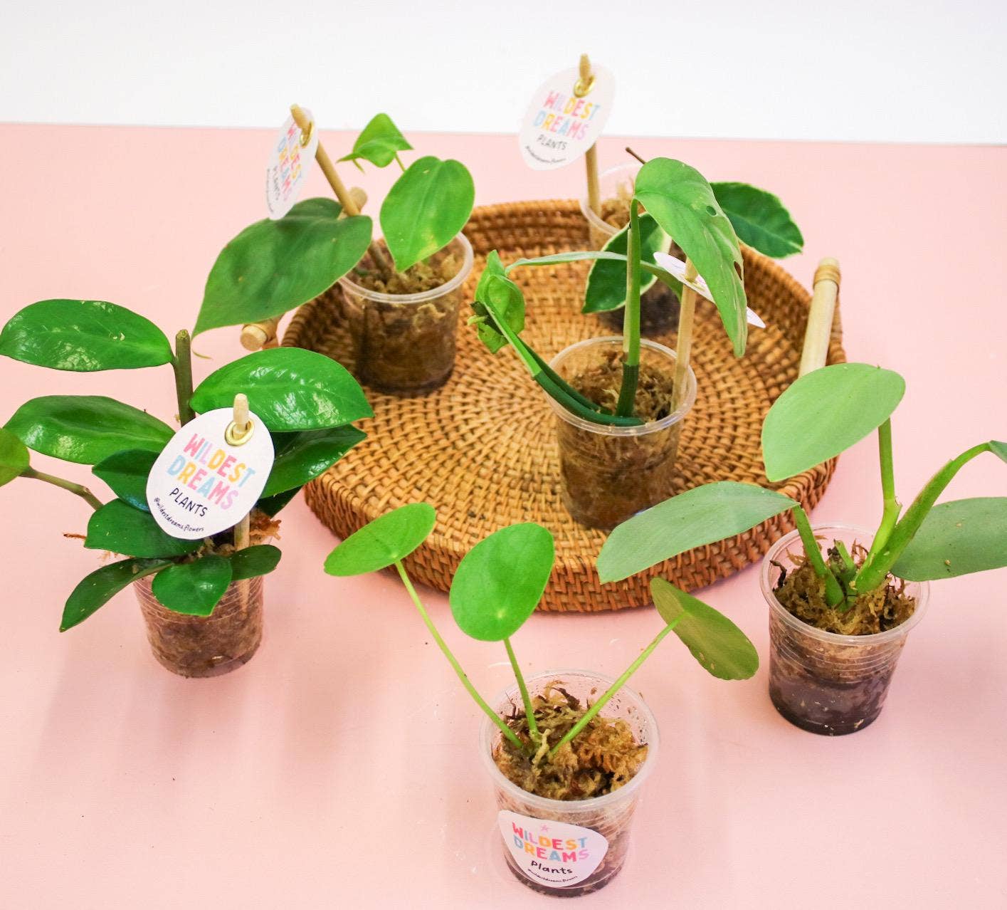 Wildestdreams.flowers – Engroshandel Ægte plante – Mini stueplante mystery stiklinger – små babyplanter til indendørs dyrkning1