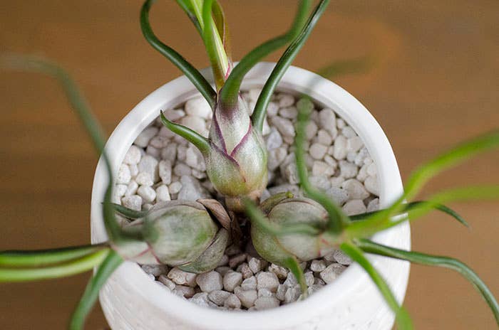 The Artizan Way - Wholesale Live Plant - Tillandsia Bulbosa - Guatemala | Live Air Plant2