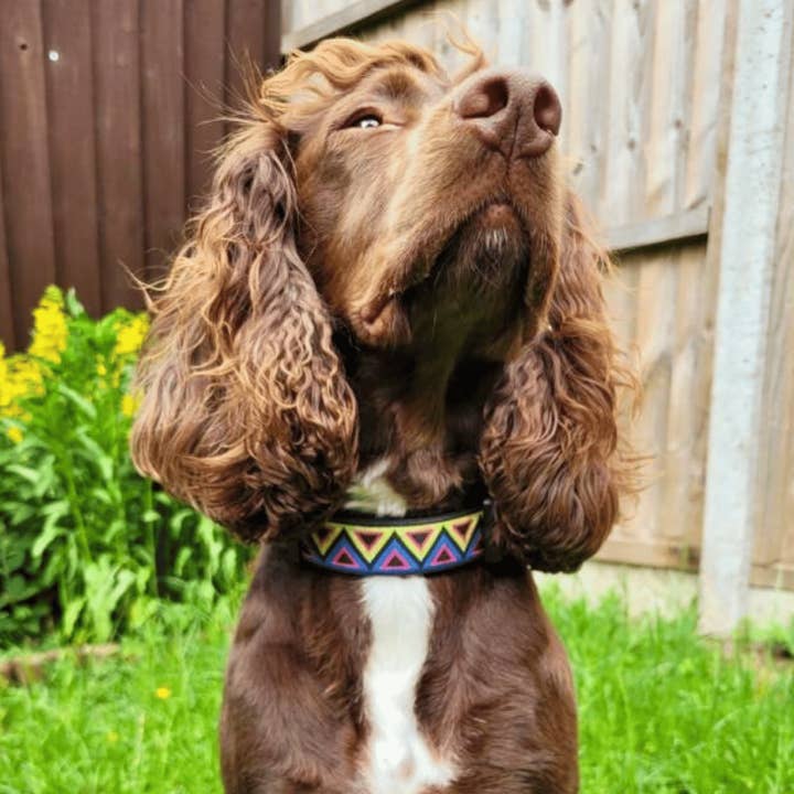 NEERDOG | Dog Harnesses | Dog Leads | Dog Collars | Coats – wholesale Pet collar – Dog – Go-Cee Adjustable Jacquard Dog Collar | Cosmos4