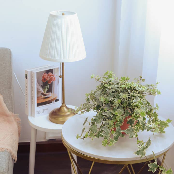 Best Plant Friend - Wholesale Live Plant - Golden English Ivy - English Ivy Hanging Plants - 4 inch