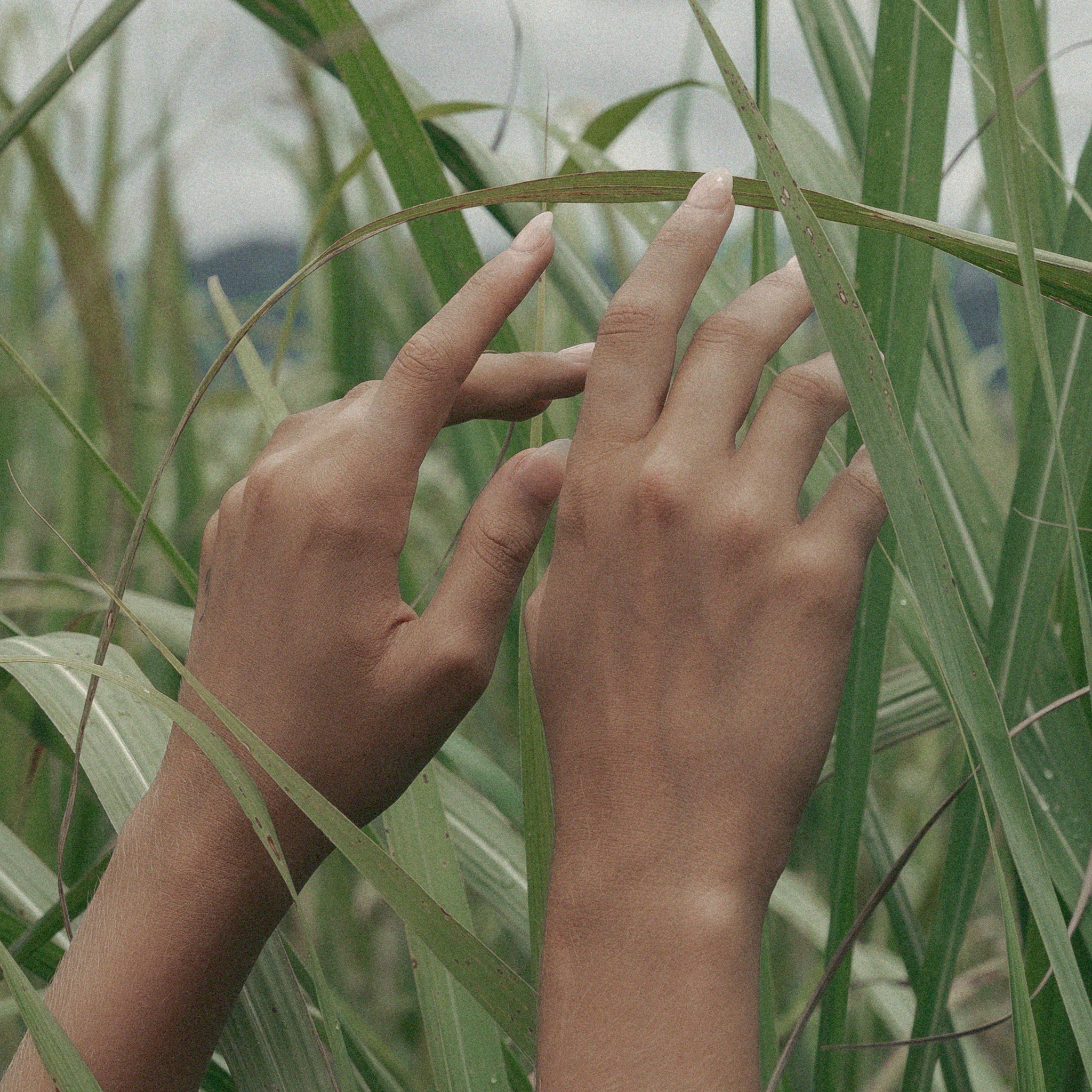 Flora Vesta - Wholesale Roll-On Fragrance - Veil Plant-Based Perfume Oil Rollerball / Sage Patchouli3