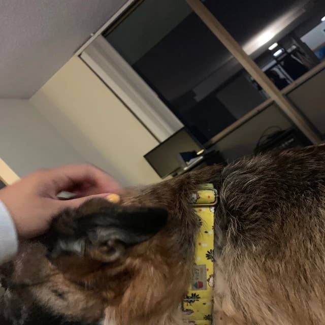 Very Vintage Designs - Vente Collier – chat et chien - Collier pour chien de ferme jaune – Motif poulet – Fait main en organique aux États-Unis8