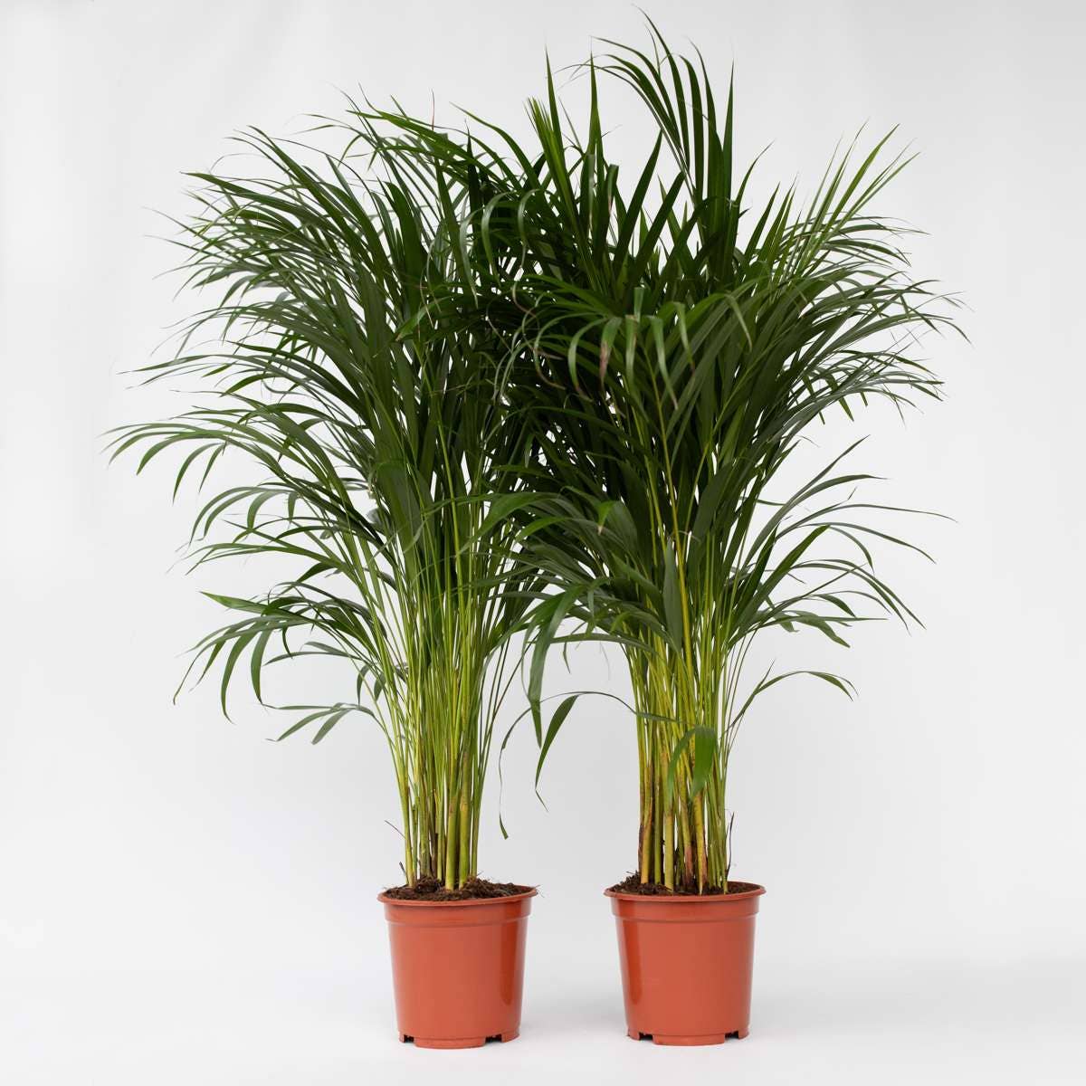 Oasis of Life - Wholesale Live Plant - Areca Palm – 2 Plants – Dypsis Lutescens – Height 100–120cm – Ø21cm – Large Air-Purifying Areca Palms – Easy-Care Houseplants – Tropical Green for Living Room, Office & Conservatory6