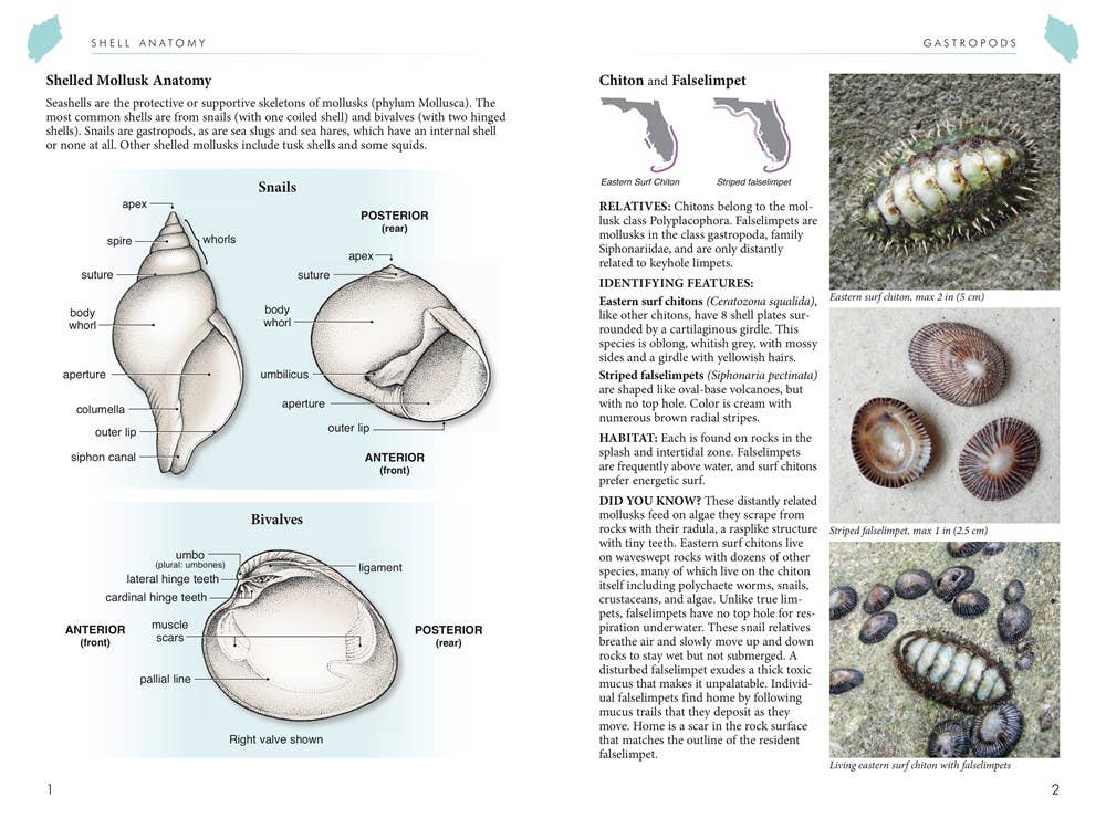 REMOVED BRAND - Wholesale Nature & Outdoors - Florida's Seashells: A Beachcombers Guide1