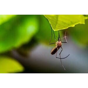 Citronella for wholesale by Barclay Mountain Candles