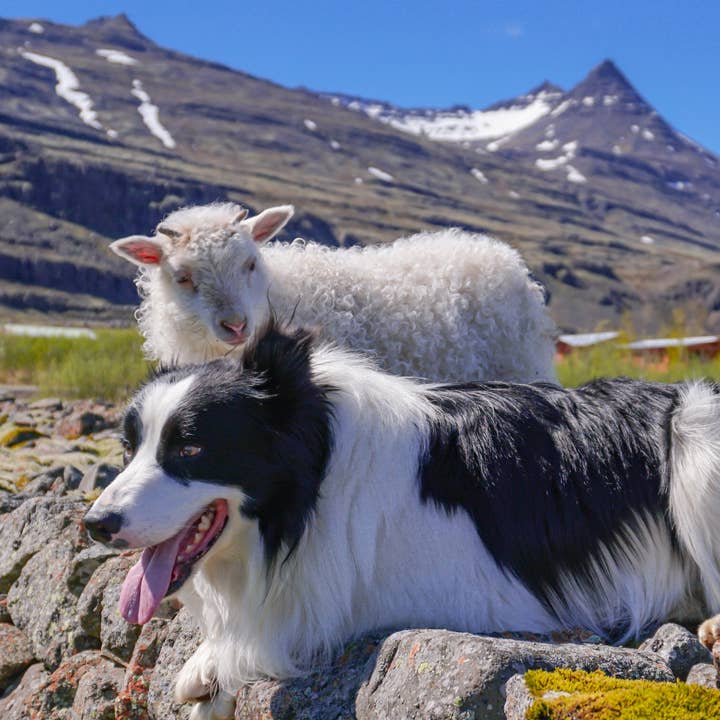 Moss Creek Wool Works | Wool Dryer Balls - Wholesale Pet Fetch Ball - Dog - "Woolf" Wool Ball for Dogs | Set of 2 | Natural Fetch Toy6