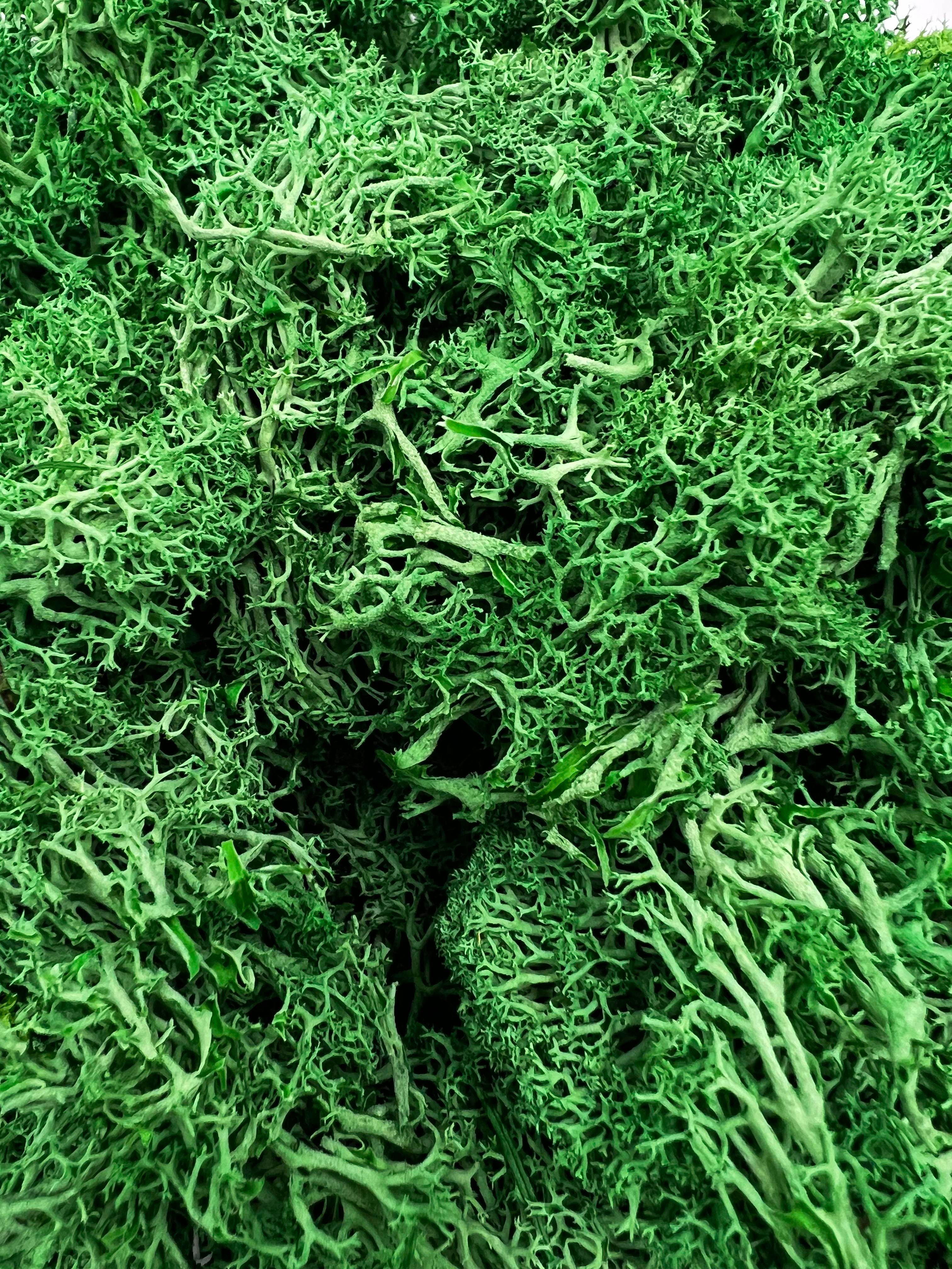 2626 Designs - Wholesale Dried/Pressed Flowers - Preserved Reindeer Moss in Multiple Colors15