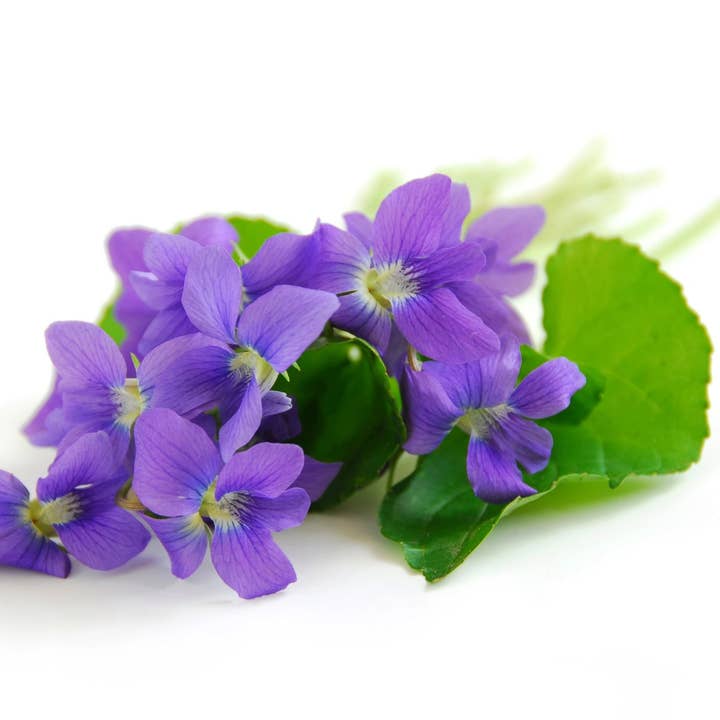 Violet Blush Incense Sticks for wholesale by Beaches of Tunisia, LLC