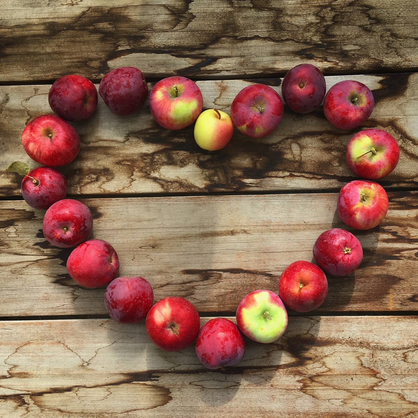 Potting Shed Creations, Ltd. - Wholesale Plant Seeds - Tree To Be | Apple | Teacher Thank you gift | Kid Activity9